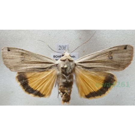 Noctua pronuba (Linnaeus, 1758) Rolnica tasiemka Czech20f